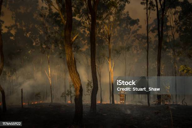 Australian Bush Fires Loan Firefighter Observes Damage Stock Photo - Download Image Now