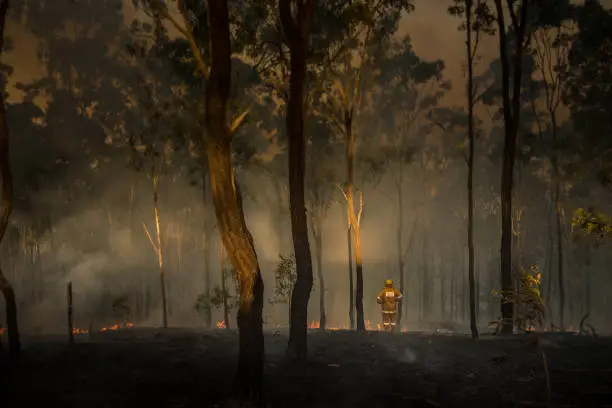 A loan australian Rural Firefighter observes the damage caused by bushfires in queensland Australia