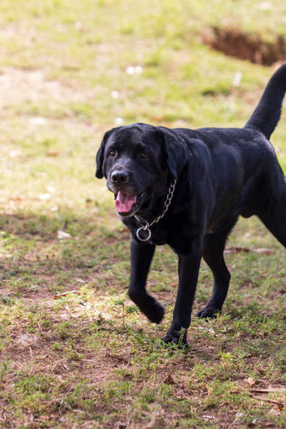 istock A black labrador taking a rest in a shade of a tree on hot summer day. 1176456758