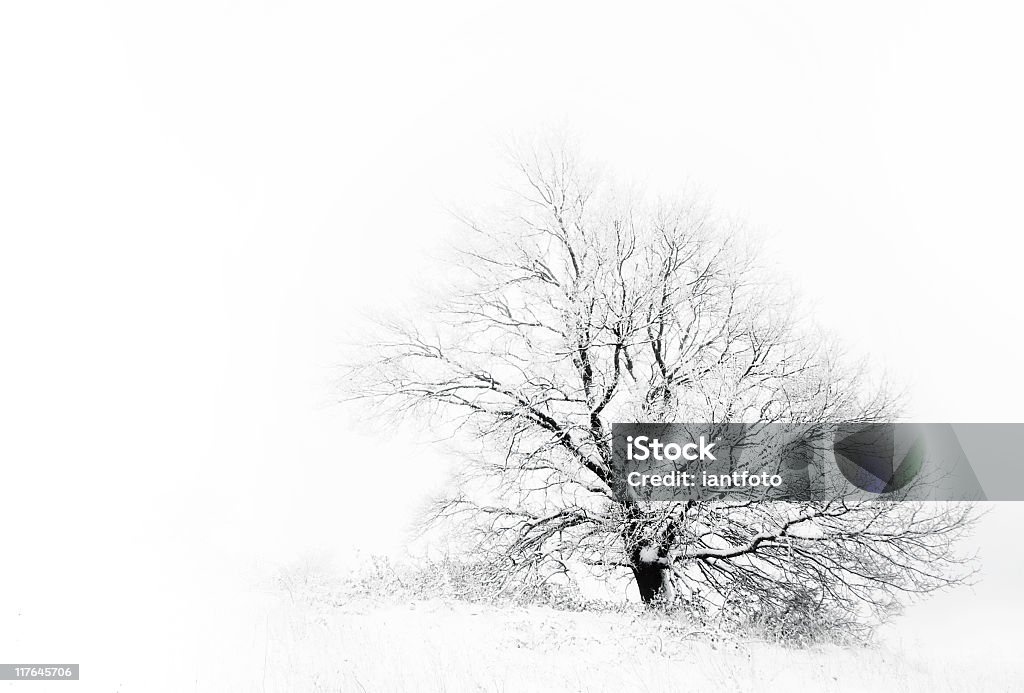 Seul arbre avec smog et la neige. - Photo de Arbre libre de droits