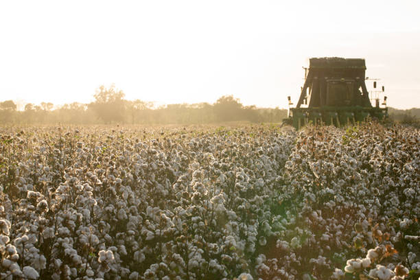 istock Cotton in a Louisiana Field 1176458182