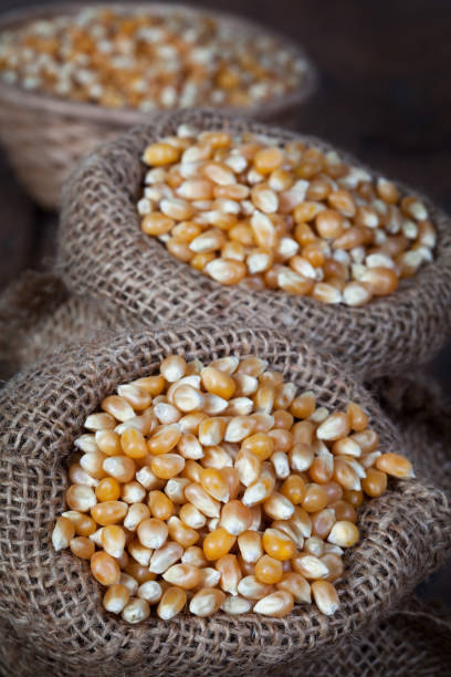 istock Close up of the dry corn kernels in hemp sacks. 1176458253