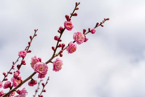 Japanese apricot blossoms.