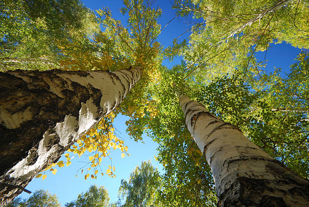 em busca do céu - poplar tree - fotografias e filmes do acervo