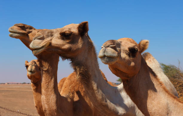 istock Camels on the farm 1176461518