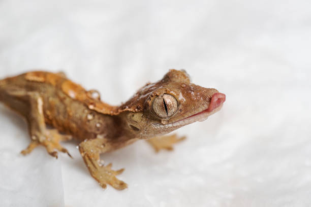 istock Baby crested gecko feeding 1176461539
