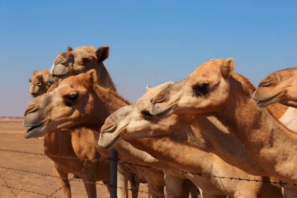 istock Camels on the farm 1176461545