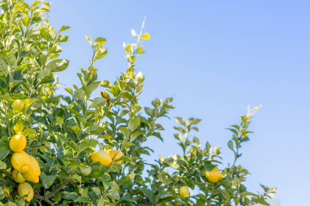 istock Lemon tree with healthy fruit with blue sky in the background 1176462489