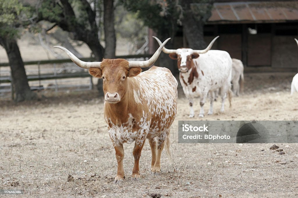 Texas Longhorns - Foto de stock de Aire libre libre de derechos