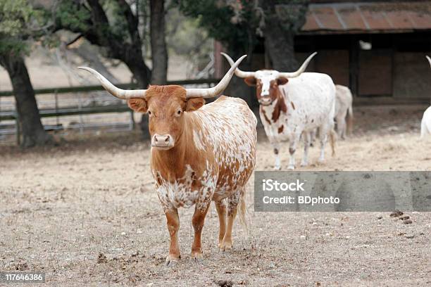 Texas Longhorns Foto de stock y más banco de imágenes de Aire libre - Aire libre, Animal, Animal doméstico