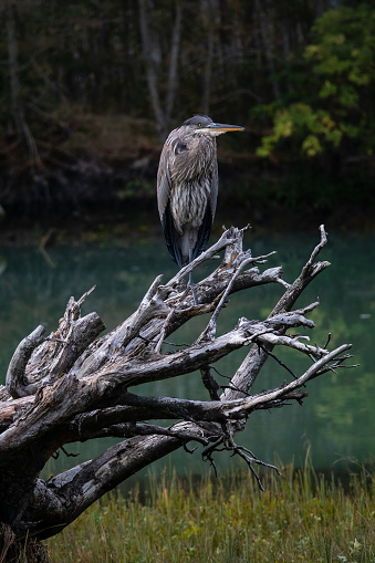 Great Bllue Heron perched on driftwood.