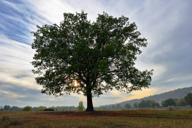 istock Old lonely oak tree at sunset in autumn 1176464727