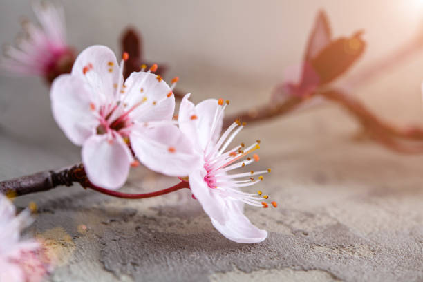 istock Sakura blooming flowers extreme closeup on blurred background 1176465144