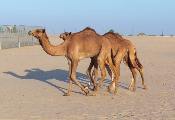 istock Camels on a farm in Dubai 1176465763