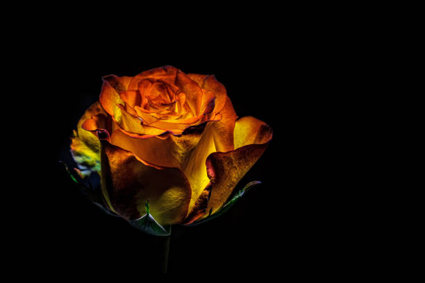 istock Orange vivid glowing rose on black background with copy space 1176466078