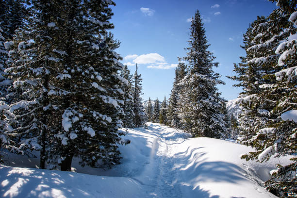 istock Trees covered with hoarfrost and snow in mountains 1176466213