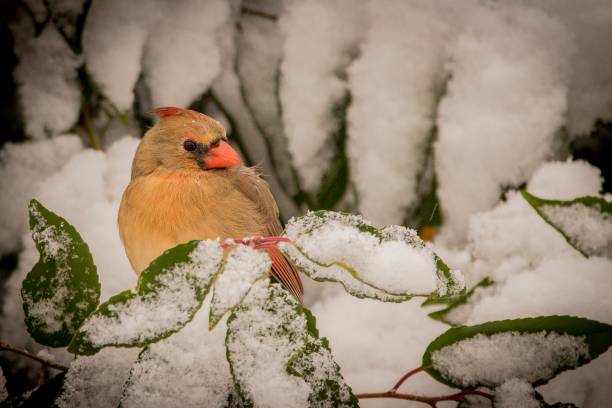 istock Female cardinal in snow 1176470338
