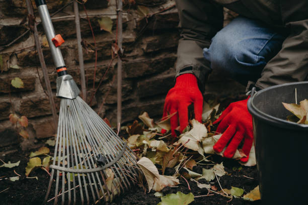 istock Hands collect fallen leaves in plastic bucket 1176470999