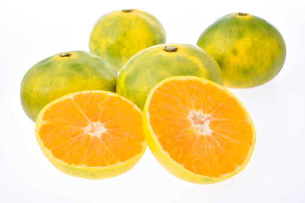 istock Early Satsuma orange Hayami 1176471460