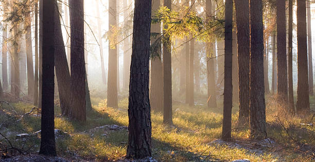 istock Misty sunrise in the forest. 117647156
