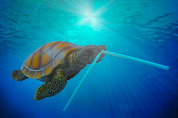 Plastic pollution in ocean environmental problem. Turtles can eat plastic tube mistaking them for food. Travel trips recreation sea. Cruise theme marine. Natural materials and summer for copy space.