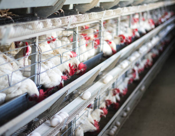 istock Poultry farm for breeding chickens, chicken eggs go through the transporter, chickens and eggs, factory 1176474466