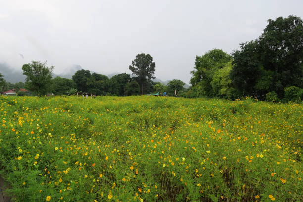 istock Yellow flower fields after the rain, asia, thailand 1176474543