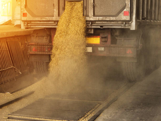 istock A truck unloads grain at a grain storage and processing plant, a grain storage facility, landing grain, works 1176474642