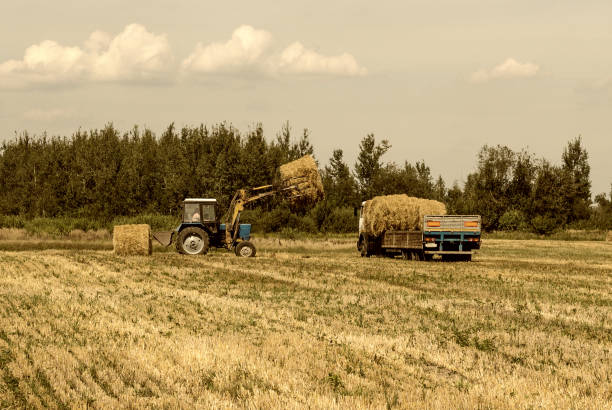 istock Farmer on a tractor picks haystack and loads bale of hay into the trailer, agriculture 1176475498