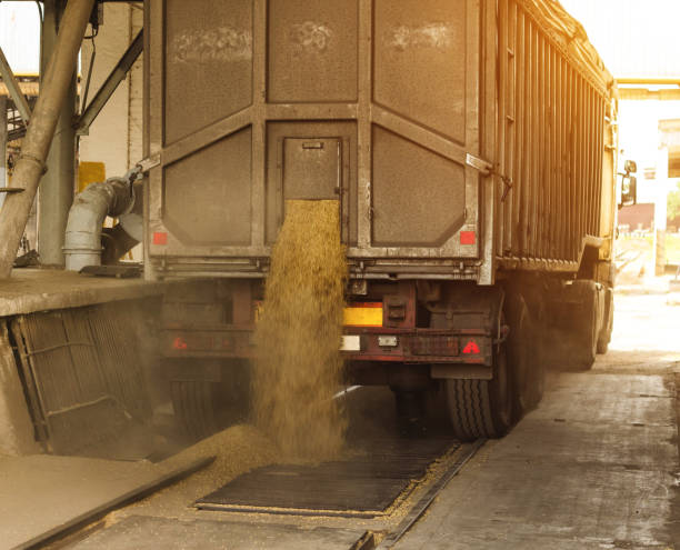 istock A truck unloads grain at a grain storage and processing plant, a grain storage facility, unloading corn, factory 1176475636