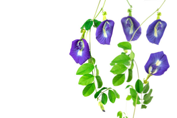istock Butterfly pea flower on isolated white background. 1176475645