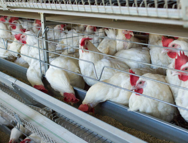 istock Poultry farm for breeding chickens, chicken eggs go through the transporter, chickens and eggs, factory, animal 1176476721