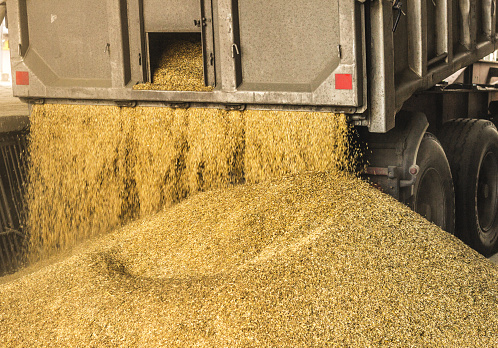 A truck unloads grain at a grain storage and processing plant, a grain storage facility, corn production