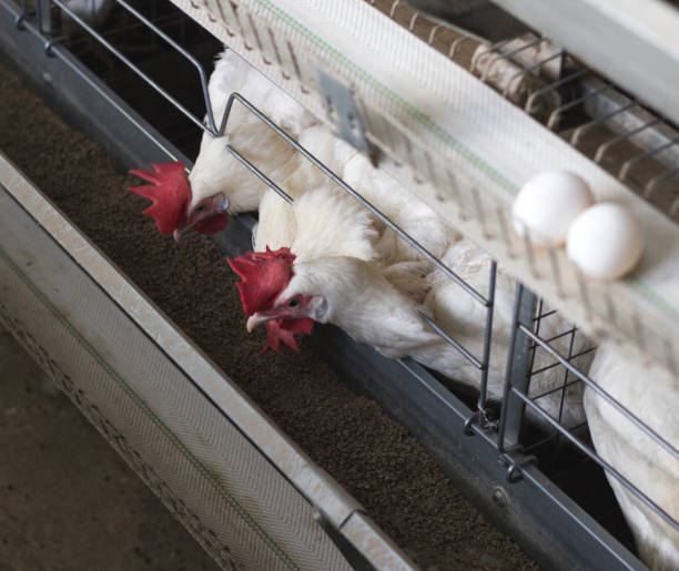 istock Poultry farm for breeding chickens, chicken eggs go through the transporter, chickens and eggs, industry 1176477746