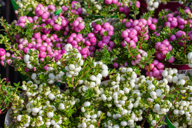 pernettya espiga fruta de baya blanca rosa púrpura. cosecha gaultheria mucronata otoño, fondo de pantalla - wintergreen fotografías e imágenes de stock
