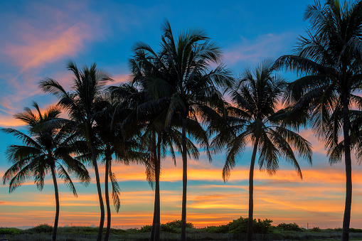 Silhouette coconut palm trees on tropical beach at sunrise. Miami Beach, Florida. Vintage tone.