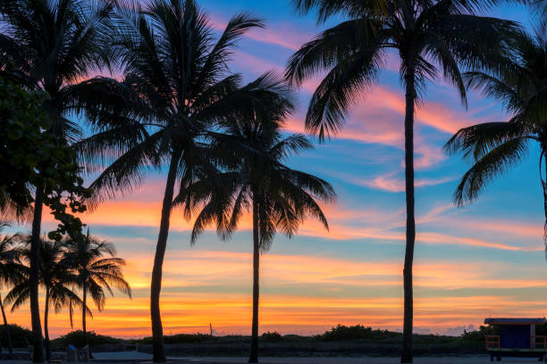 sonnenaufgang bei palmen am tropischen strand, sommerhintergrund - south beach miami florida night florida stock-fotos und bilder