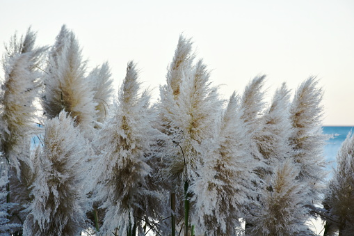 New Zealand Native 'Toitoi' or 'Toetoe' Grass (Austroderia) againsta coastal background.