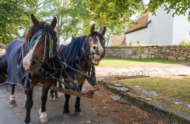 deux chevaux heureux riant avec un chariot tiré par des chevaux devant l'église de kumlaby, visingsô, junking, suède - horse animal head laughing animal photos et images de collection