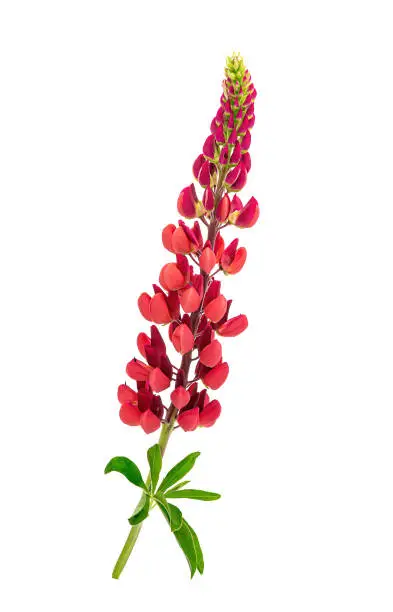 Red lupine without the background. Isolated inflorescences of lupine