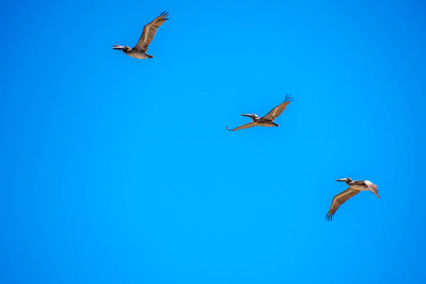 pelicans bruns volant le long de la côte de padre island ns, texas - 7654 photos et images de collection