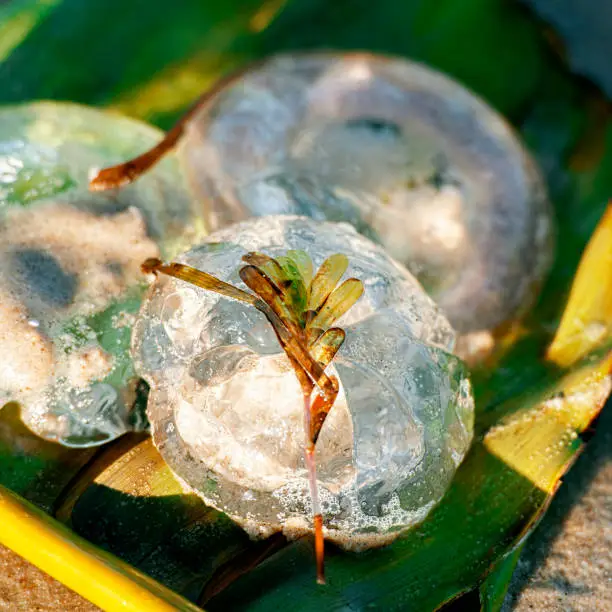 Australian jellyfish on the beach during the day