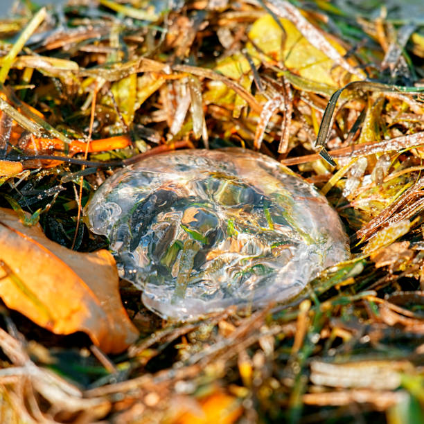 istock Australian jellyfish on the beach 1176487564