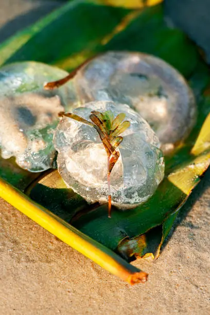 Australian jellyfish on the beach during the day