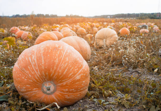 istock Large field with orange pumpkins, blue sky, autumn time, squash, gourd 1176488535