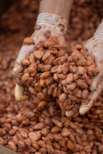 istock Cocoa beans are fermented in wooden boxto develop the chocolate flavor. 1176488729