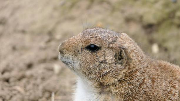 istock Prairie dog portrait 1176488890