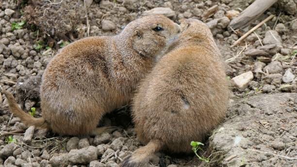 istock Prairie dogs cuddling 1176489411