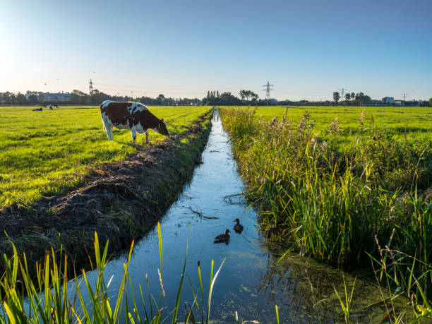 one cow  in green meadow. grazing cow in pasture at a clear blue sky, sun shining, two ducks in the water. ditch stock pictures, royalty-free photos & images