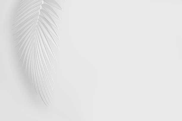 istock Three-dimensional palm curved leaf, like a light feather on a white background 1176490974
